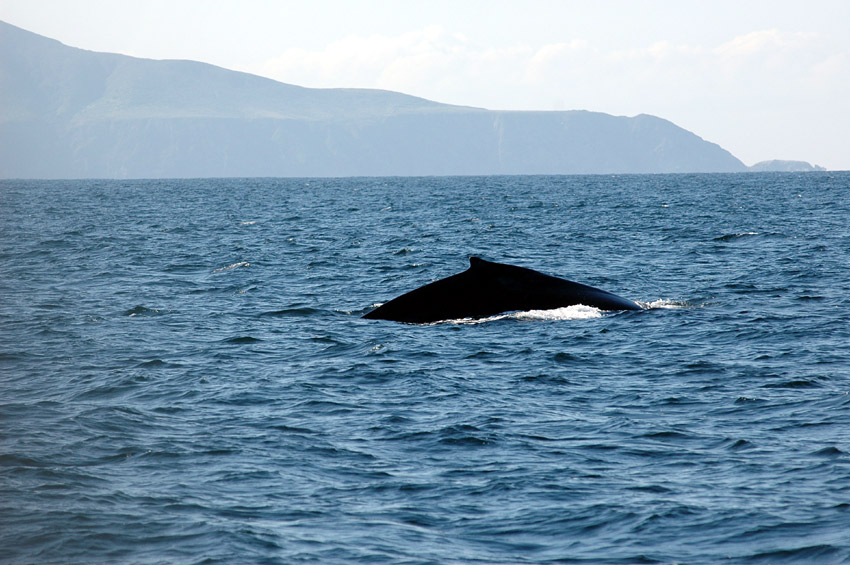 Keporkak (Humpback Whale)