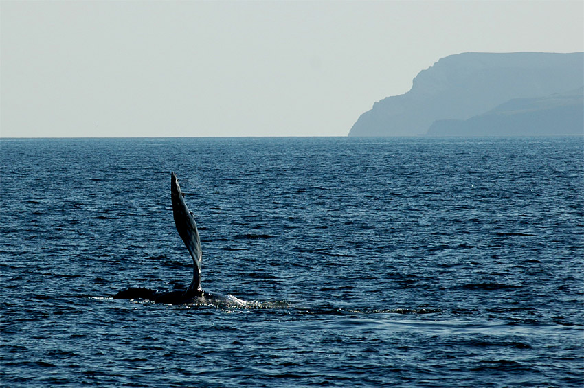 Keporkak (Humpback Whale)