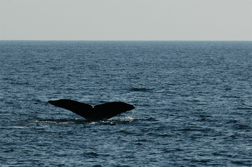 Keporkak (Humpback Whale)