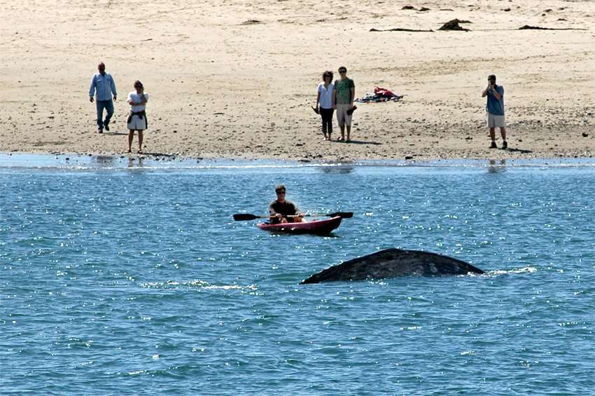 Keporkak (Humpback Whale)