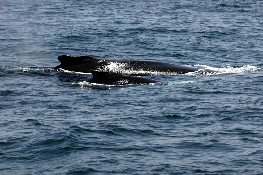 Keporkak (Humpback Whale)