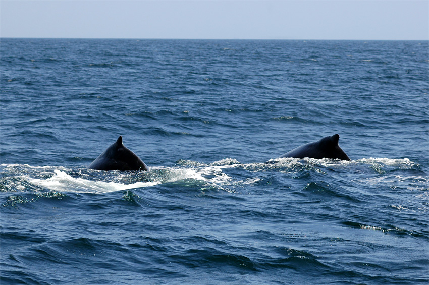 Keporkak (Humpback Whale)