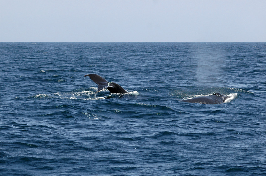 Keporkak (Humpback Whale)