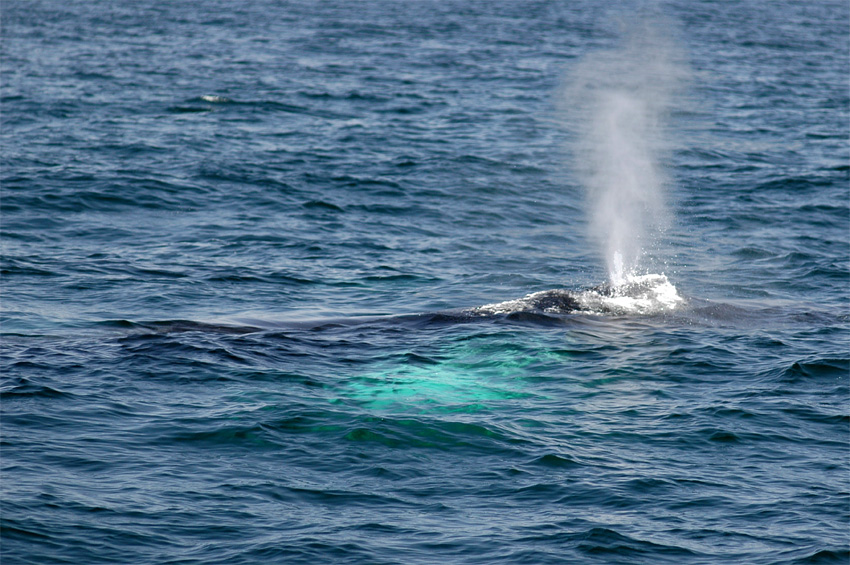 Keporkak (Humpback Whale)