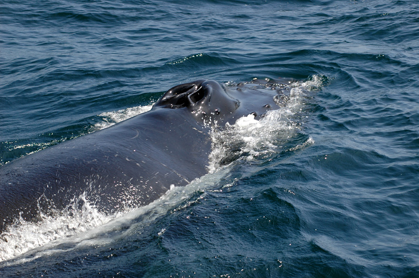 Keporkak (Humpback Whale)