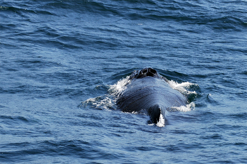 Keporkak (Humpback Whale)