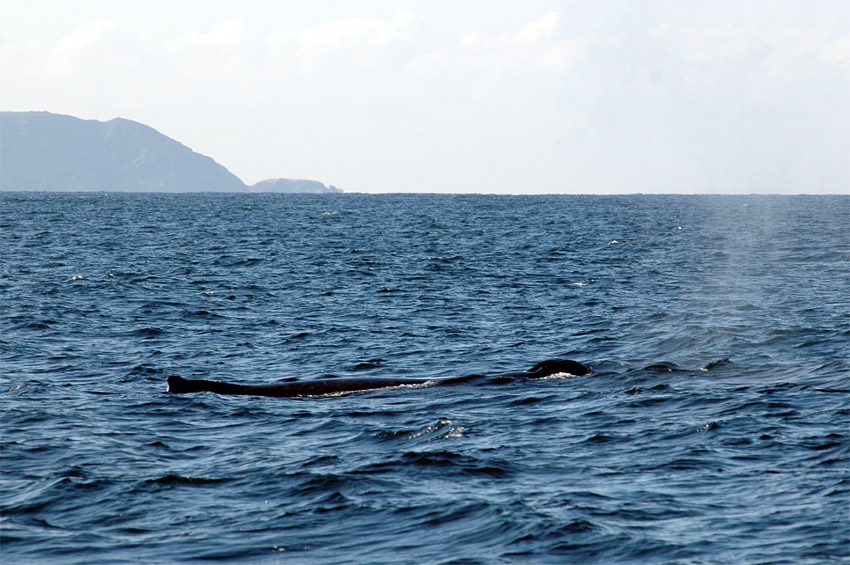 Keporkak (Humpback Whale)