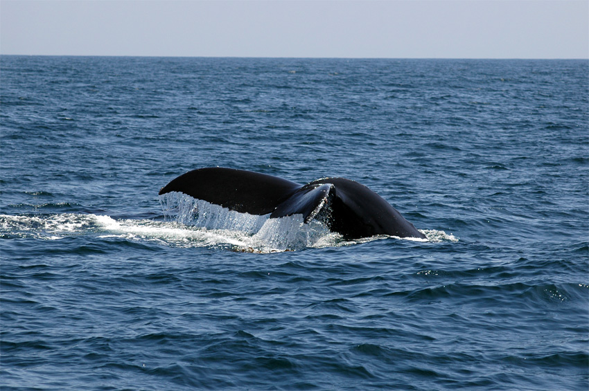 Keporkak (Humpback Whale)