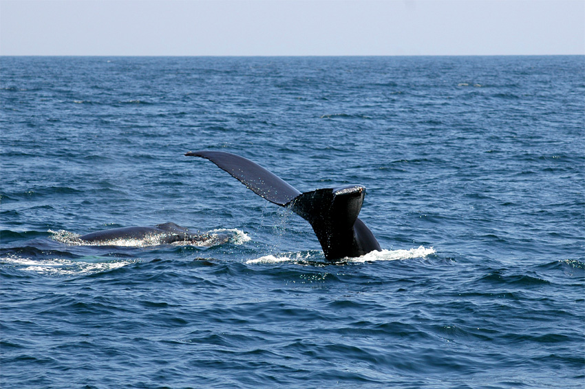 Keporkak (Humpback Whale)