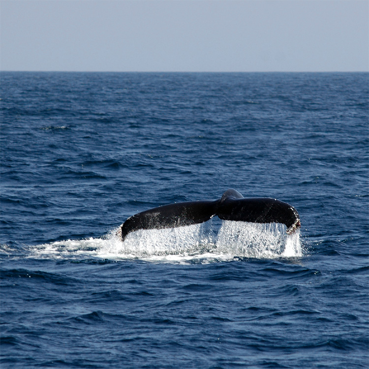 Keporkak (Humpback Whale)