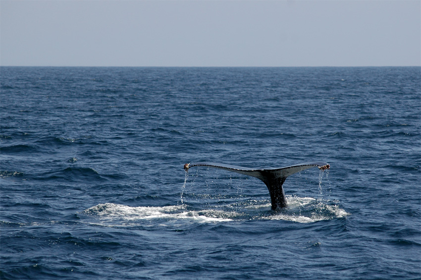 Keporkak (Humpback Whale)