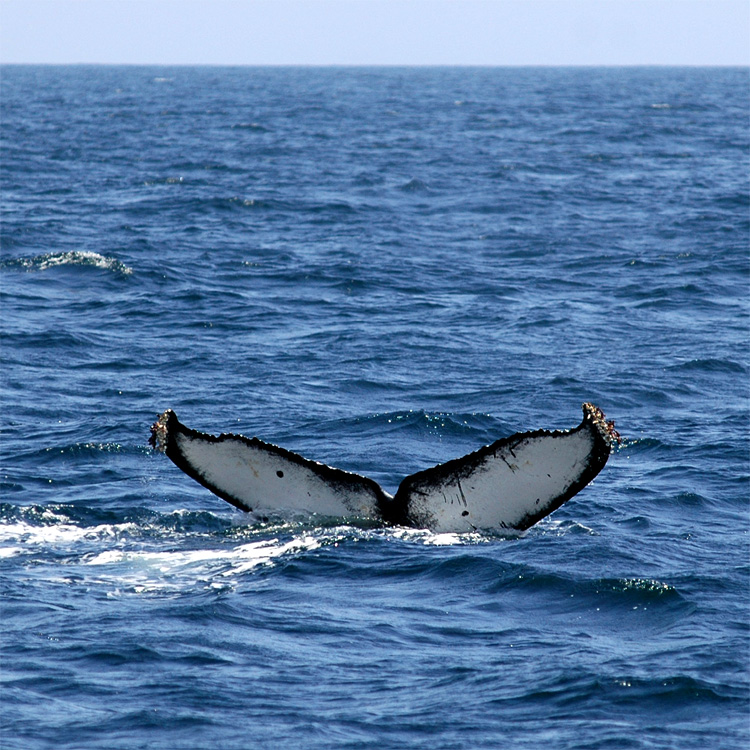 Keporkak (Humpback Whale)