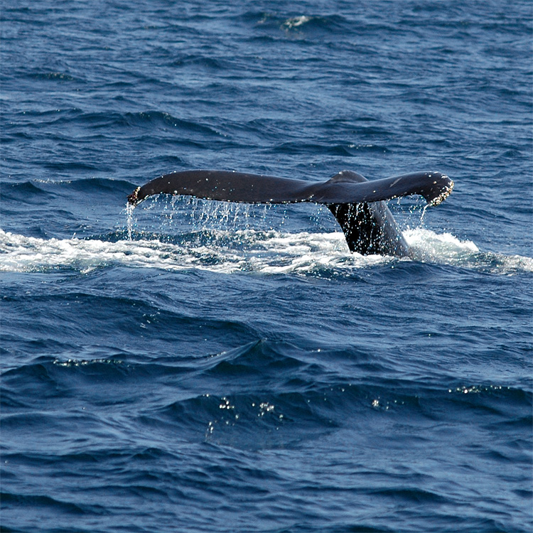 Keporkak (Humpback Whale)