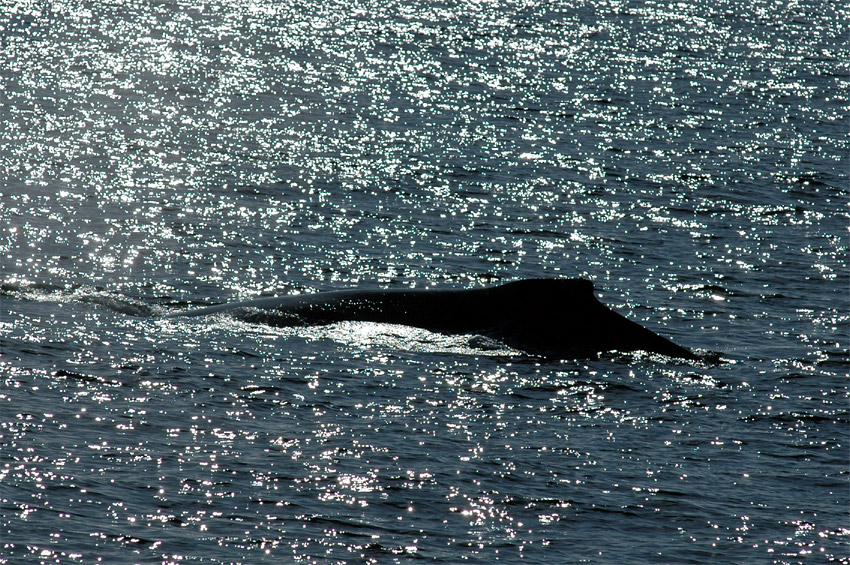 Keporkak (Humpback Whale)