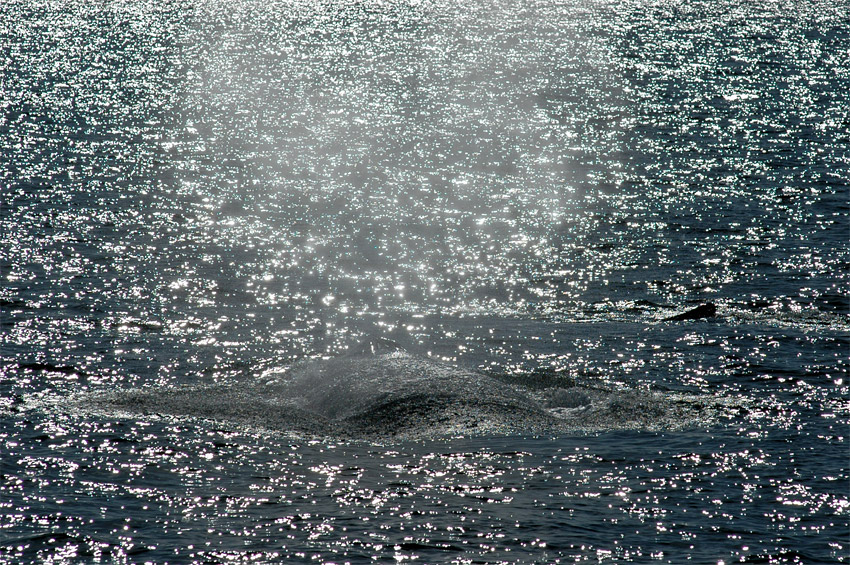 Keporkak (Humpback Whale)