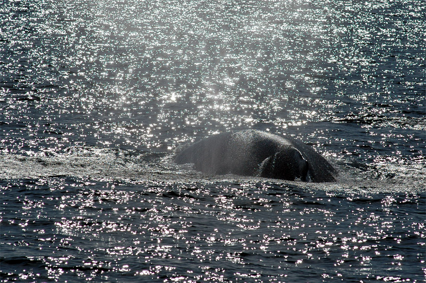 Keporkak (Humpback Whale)