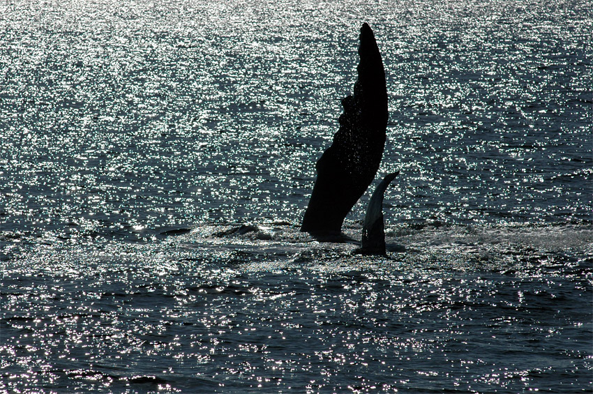 Keporkak (Humpback Whale)