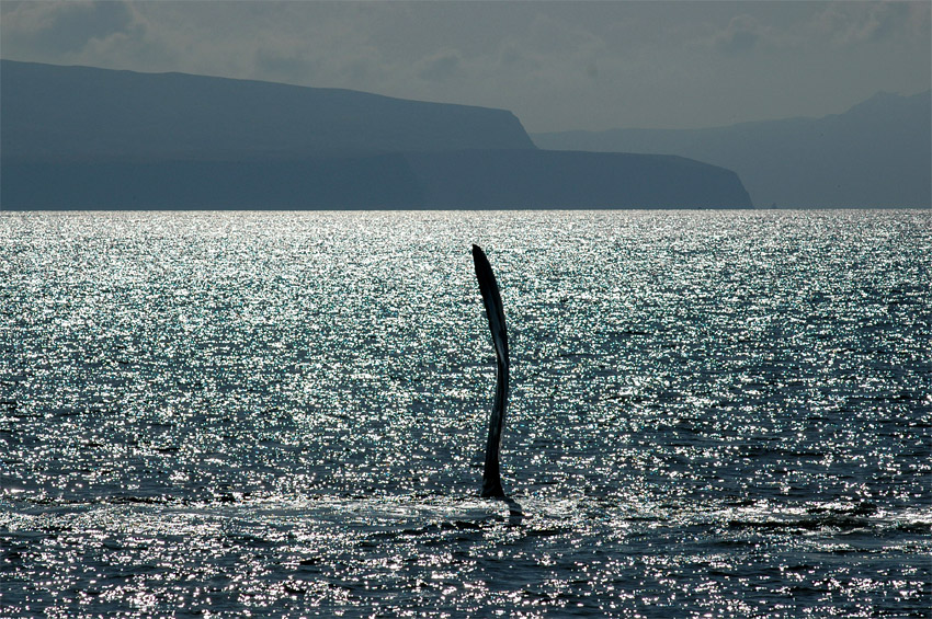 Keporkak (Humpback Whale)