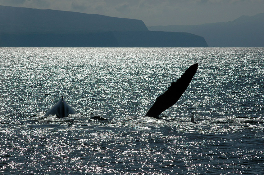 Keporkak (Humpback Whale)