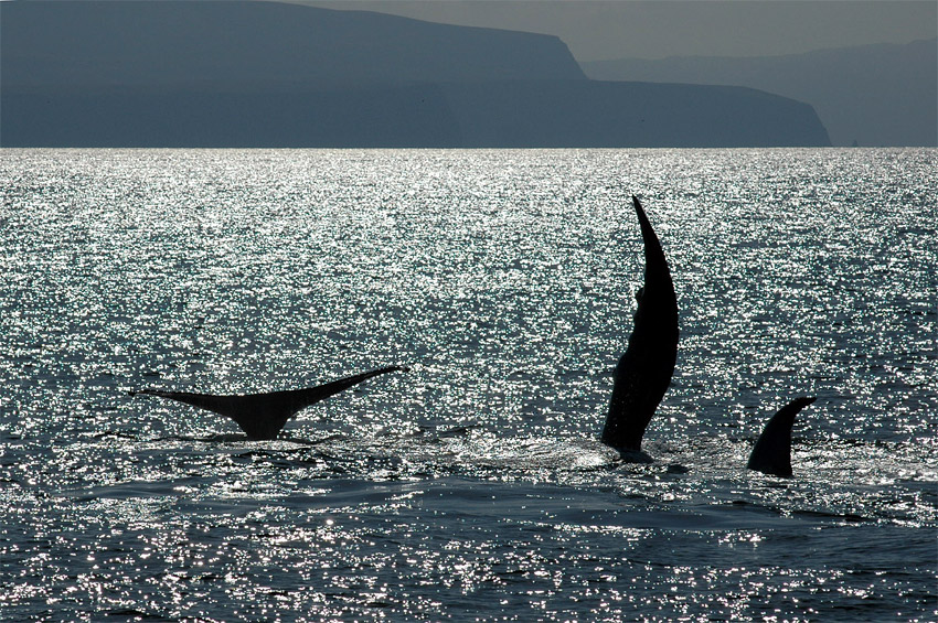 Keporkak (Humpback Whale)