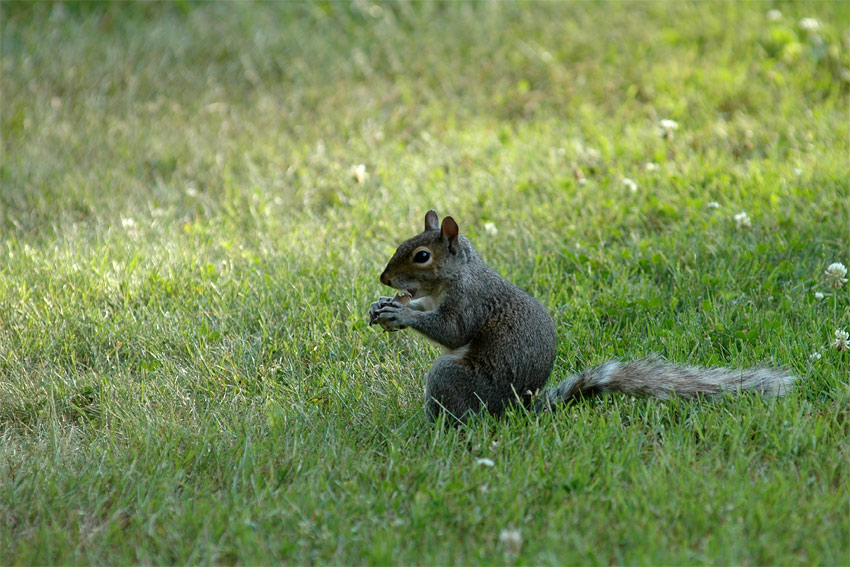 Veverka (Squirrel)