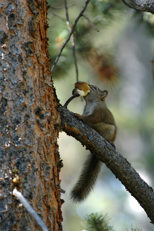 ikar erven (American Red Squirrel)