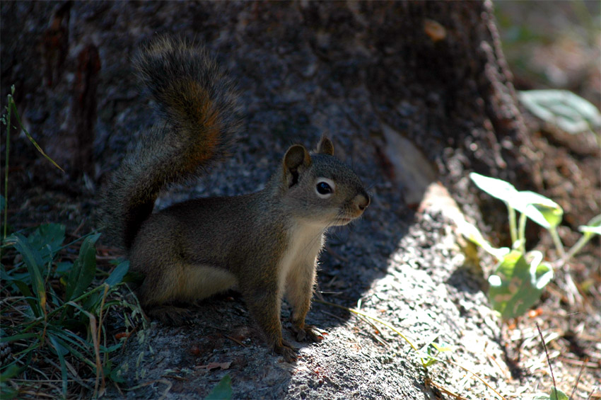 ikar erven (American Red Squirrel)