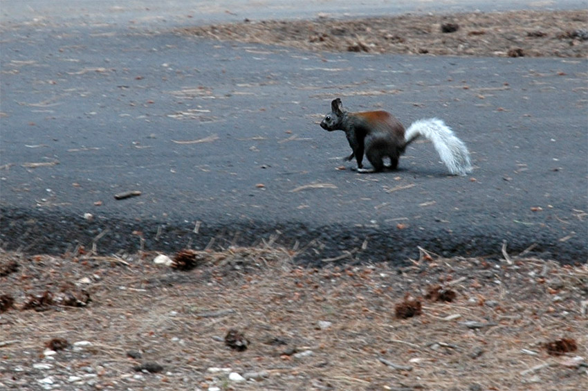 Veverka kaibabsk (Kaibab Squirrel)