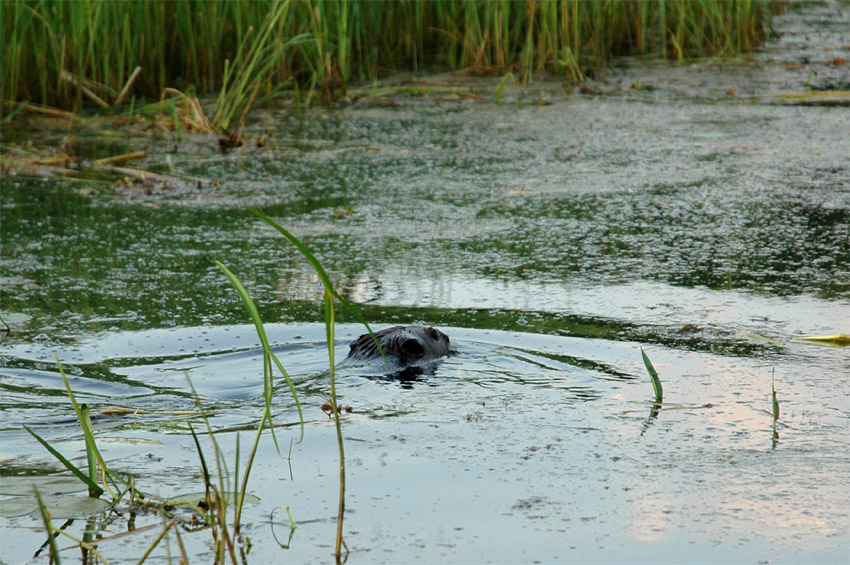 Vydra severoamerick (North American River Otter)