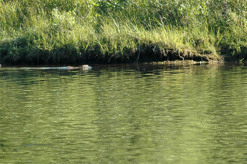 Vydra severoamerick (North American River Otter)