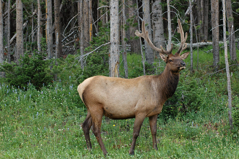Jelen Wapiti (Elk)