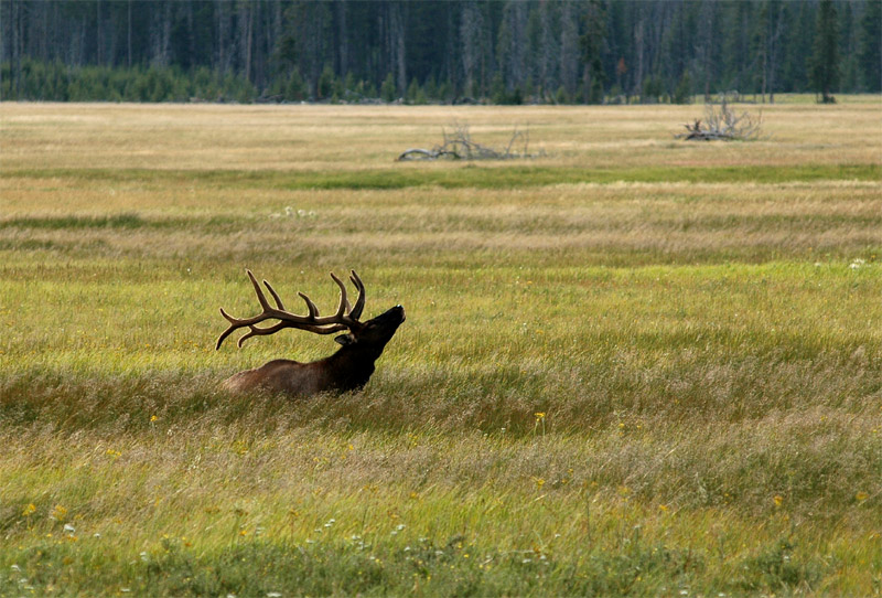 Jelen Wapiti (Elk)