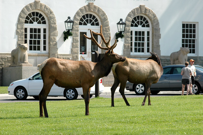 Jelen Wapiti (Elk)