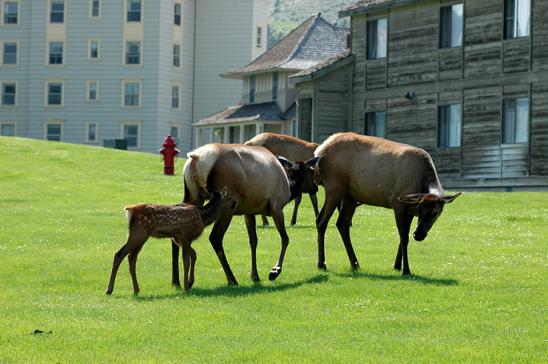 Jelen Wapiti (Elk)