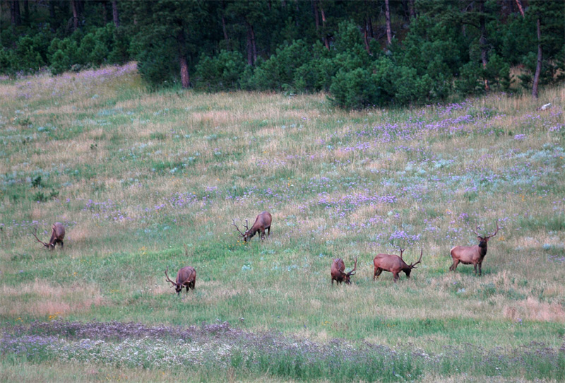 Jelen Wapiti (Elk)