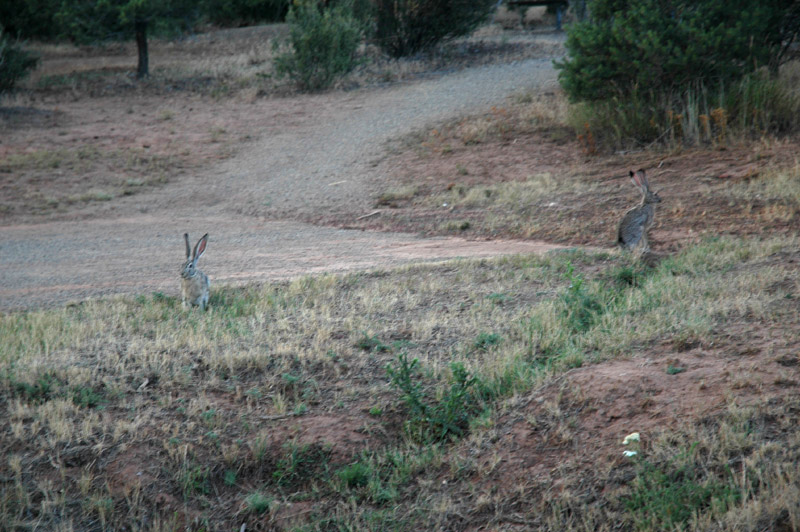 Zajc uat (Jack Rabbit)