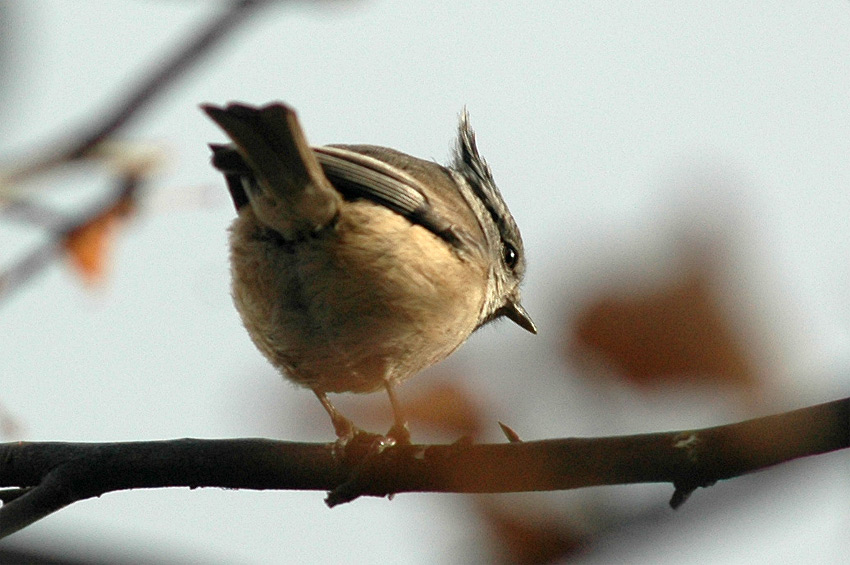 Skora parukka