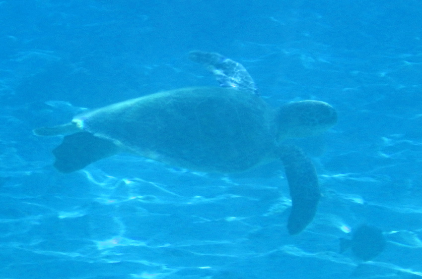 Pobe Ningaloo