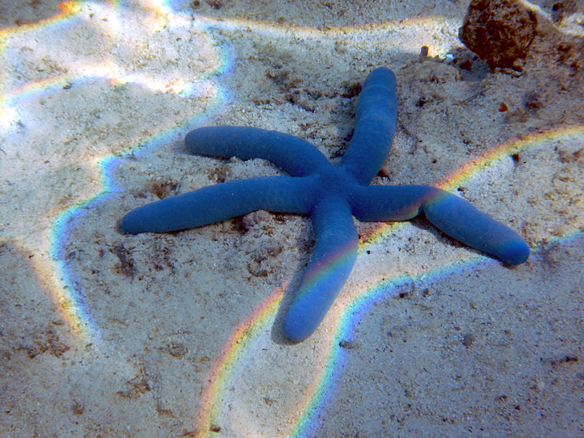 Pobe Ningaloo