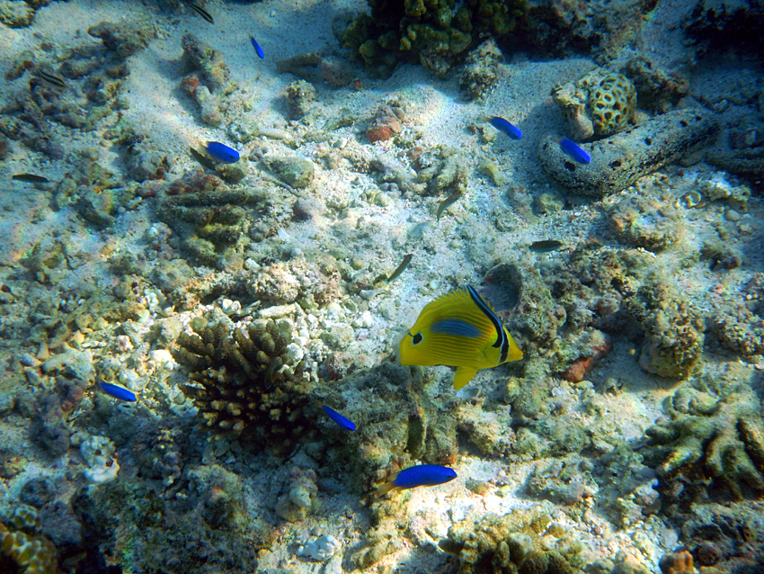 Pobe Ningaloo