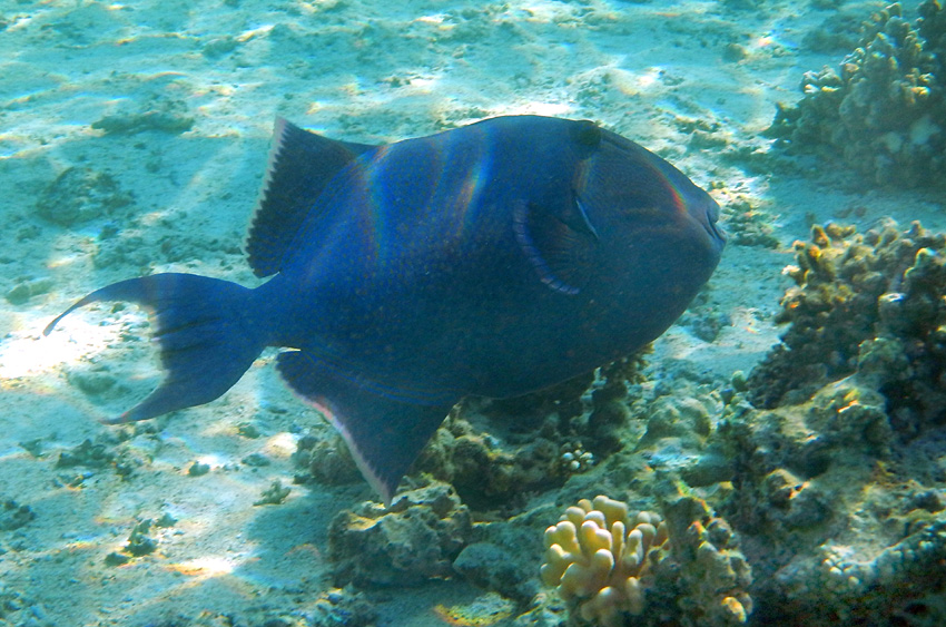 Pobe Ningaloo