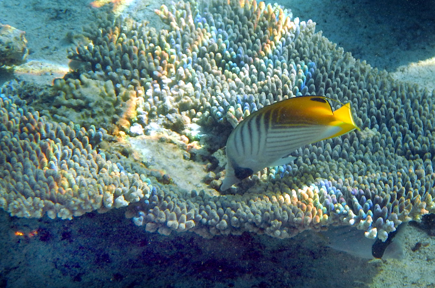 Pobe Ningaloo