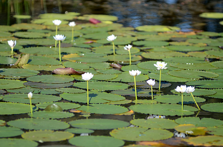 Yellow Water