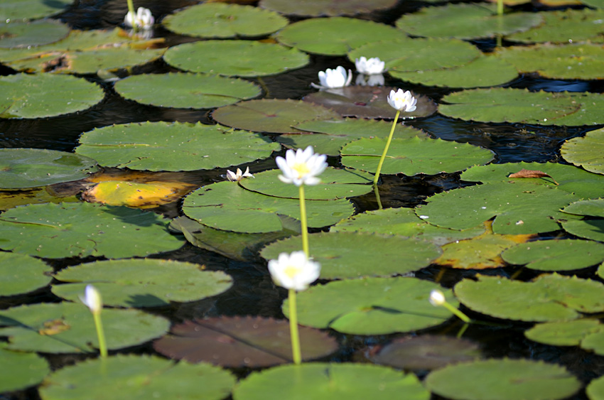 Yellow Water