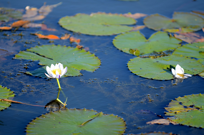 Yellow Water