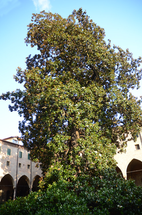 Padova - bazilika svatého Antonína
