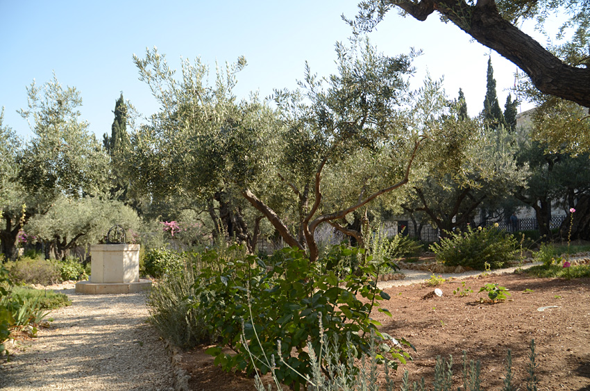 Jeruzalm - Getsemansk zahrada