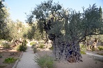 Jeruzalm - Getsemansk zahrada