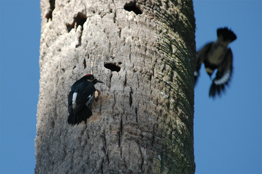 Datel sbra (Acorn Woodpecker)