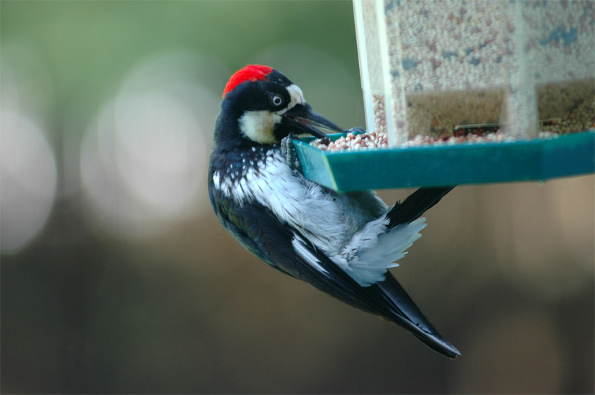 Datel sbra (Acorn Woodpecker)